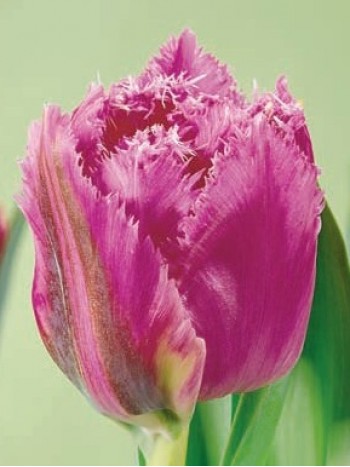 Лале (Tulipa 'Mustang') R918 Лале (Tulipa 'Mustang') R918